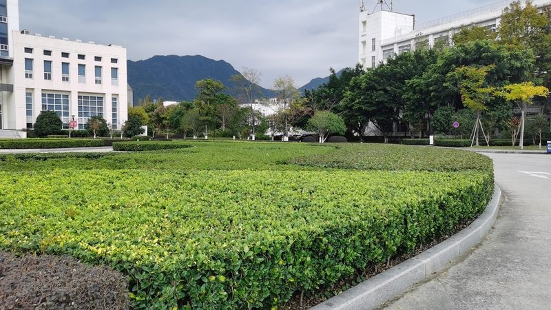 绿植租赁定制方案：规格分类与选购要点